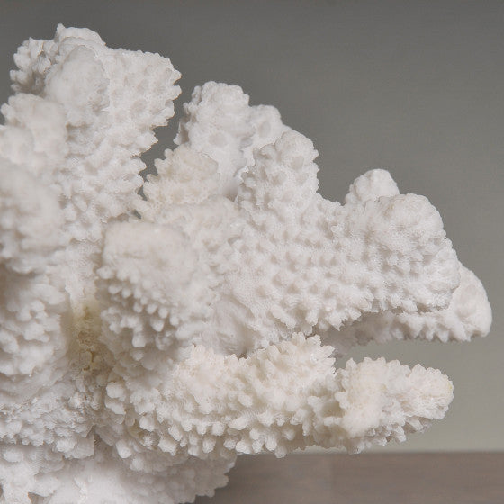 Medium White Coral