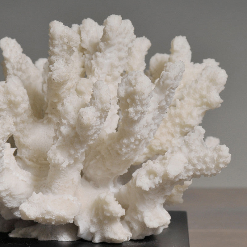 Mini White Coral