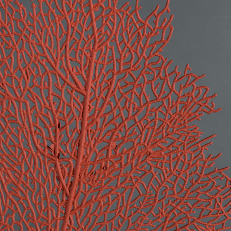 Sea Red Fan