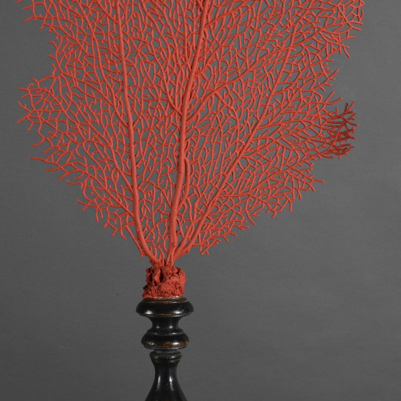 Sea Red Fan